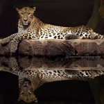 Kotiya, leopardos de Sri Lanka