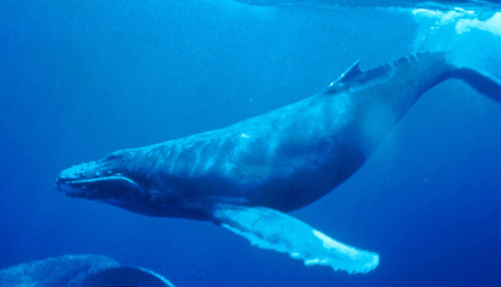ballena azul en Sri Lanka