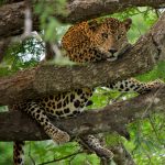 Leopardo macho en Yala, Sri Lanka. Foto: Sanji