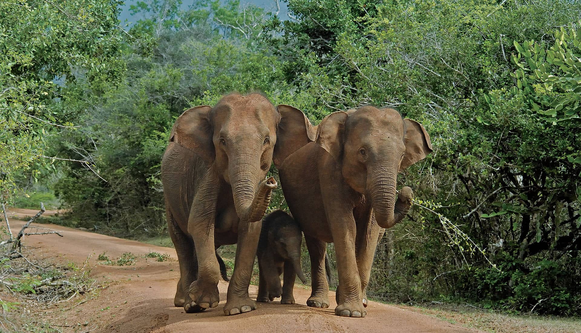 Сафари на шри. Национальный парк Яла Шри Ланка животные. Национальный парк Яла Шри Ланка. Парк Яла Шри Ланка 2023. Сафари парк Шри Ланка.
