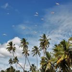 Regalate un viaje a Sri Lanka