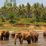 Elefantes huérfanos - Viajes Sri Lanka