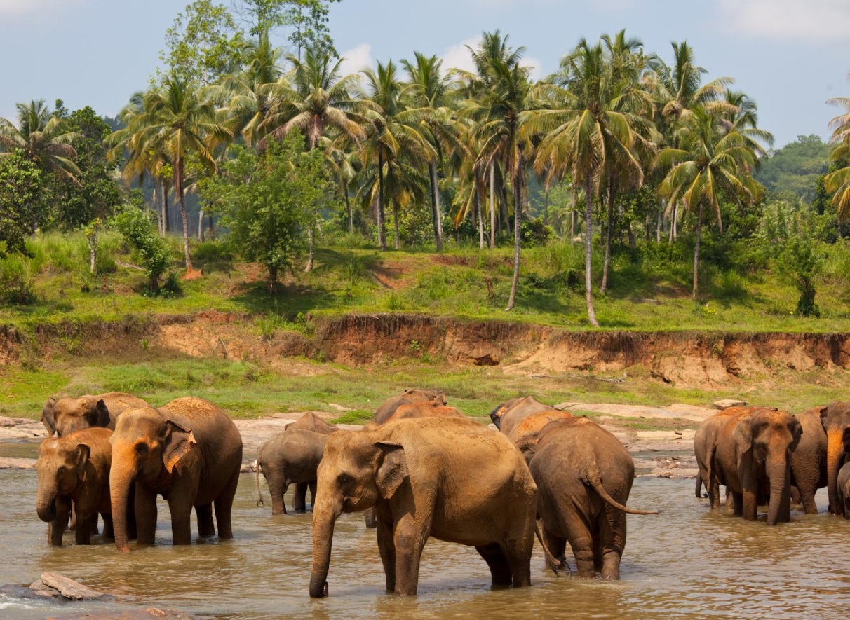 Elefantes huérfanos - Viajes Sri Lanka
