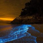 Lagunas bioluminiscentes - Viajes Sri Lanka