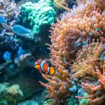 Corales de Sri Lanka - Viajes Sri Lanka